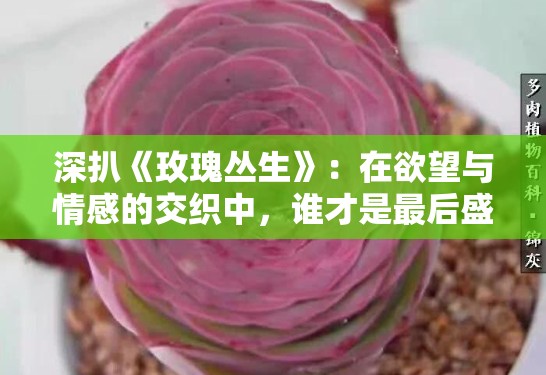 深扒《玫瑰丛生》：在欲望与情感的交织中，谁才是最后盛放的那一朵？